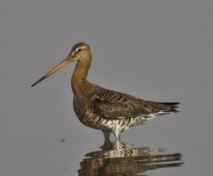 Black-tailed Godwit