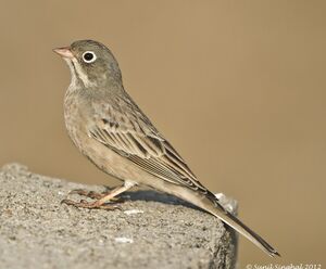 Bruant à cou gris