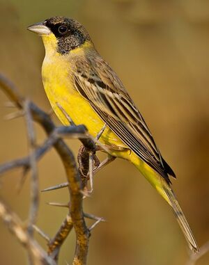 Black-headed Bunting 
&copy; Singhal Sunil