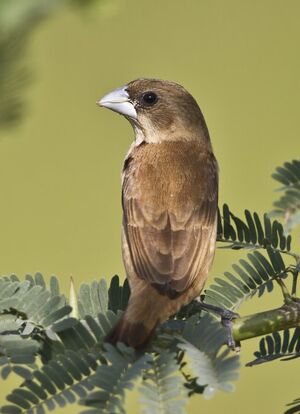 Capucin � dos marron