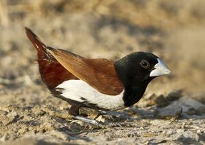 Capucin � dos marron
