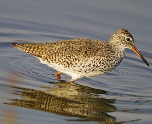 Common Redshank