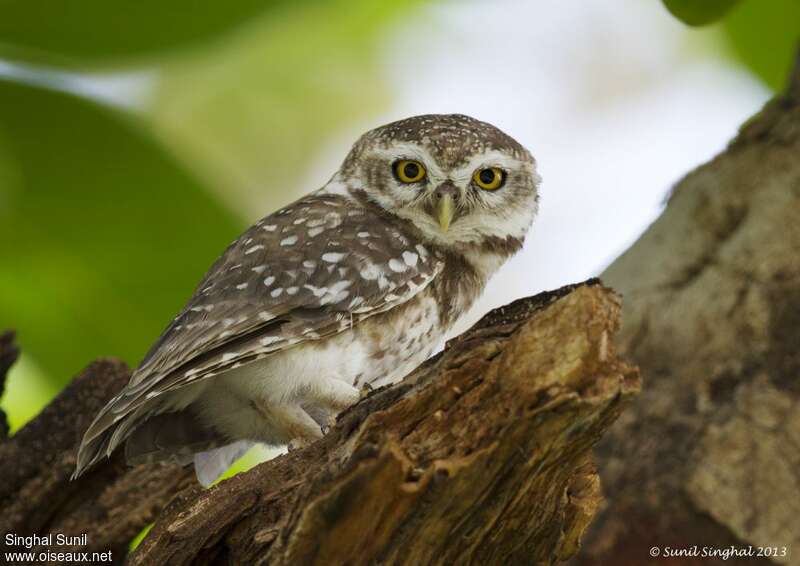 Spotted Owletadult, identification
