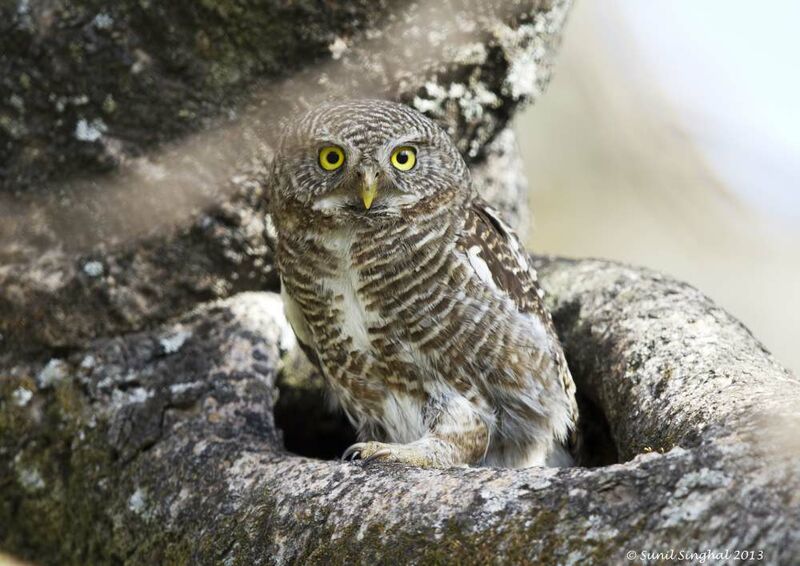 Asian Barred Owlet