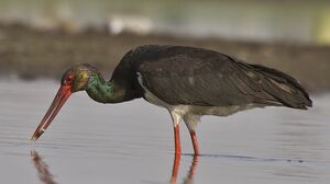 Cigogne noire 
&copy; Singhal Sunil