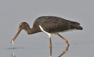 Cigogne noire 
&copy; Singhal Sunil