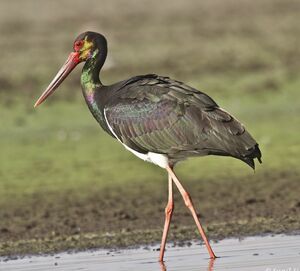 Cigogne noire 
&copy; Singhal Sunil