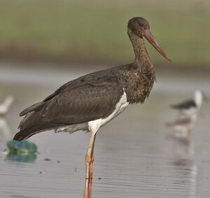 Cigogne noire 
&copy; Singhal Sunil