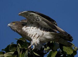 Short-toed Snake Eagle 
&copy; Singhal Sunil