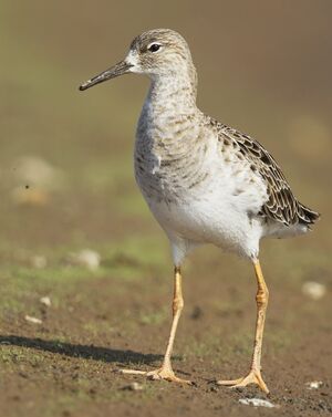 Combattant vari�