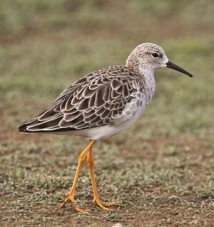 Combattant vari�