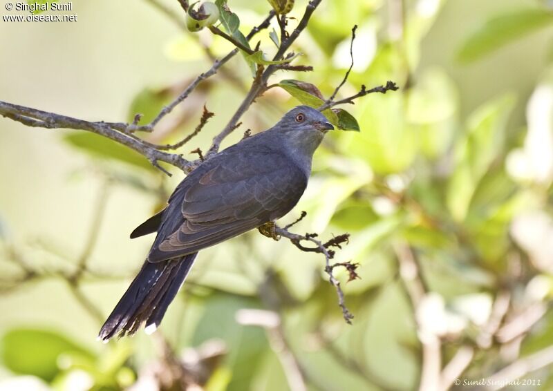 Grey-bellied Cuckoo male adult, identification