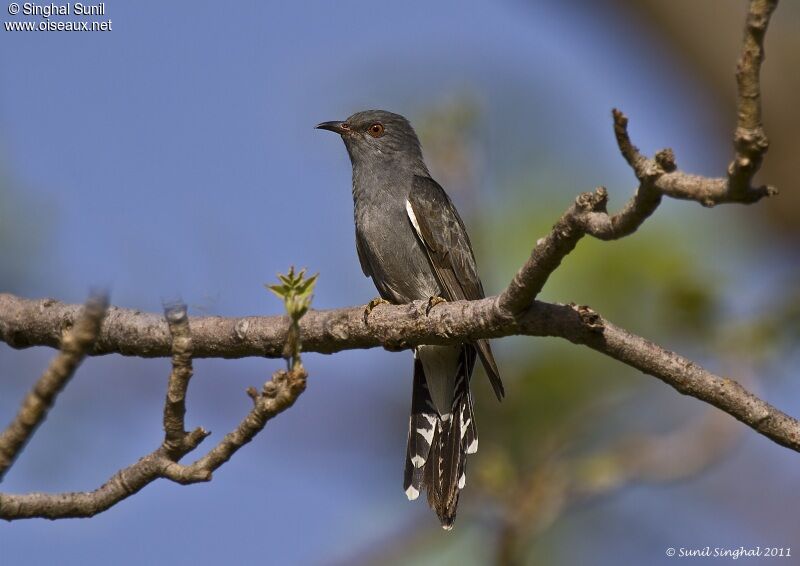 Grey-bellied Cuckoo female adult, identification