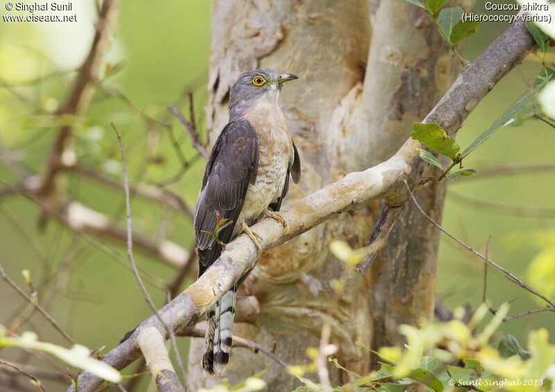 Common Hawk-Cuckooadult, identification