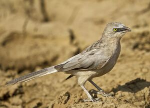 Large Grey Babbler