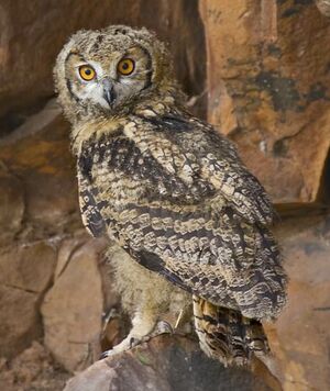 Eurasian Eagle-Owl 
&copy; Singhal Sunil