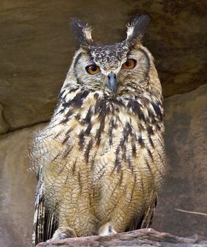 Eurasian Eagle-Owl 
&copy; Singhal Sunil