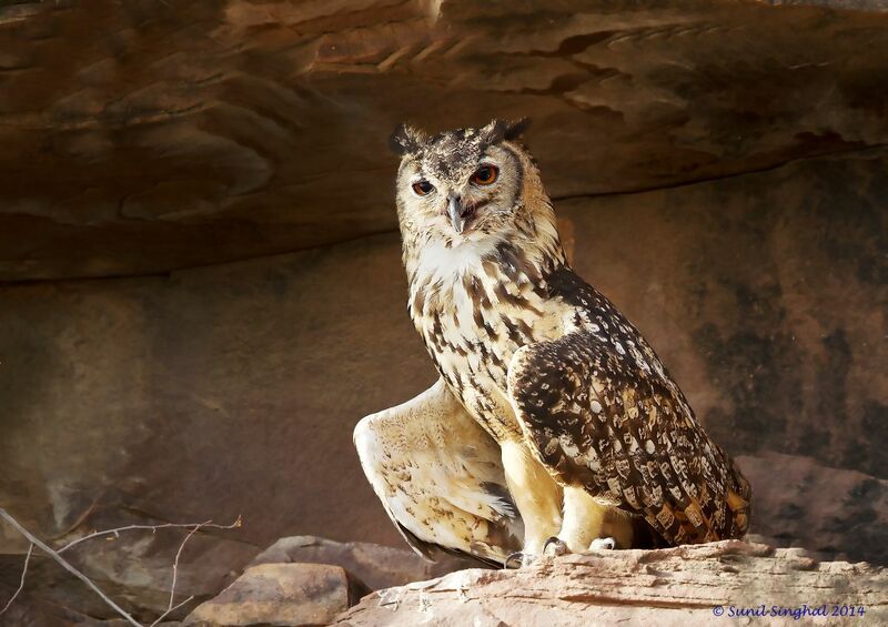 Eurasian Eagle-Owl female adult, identification