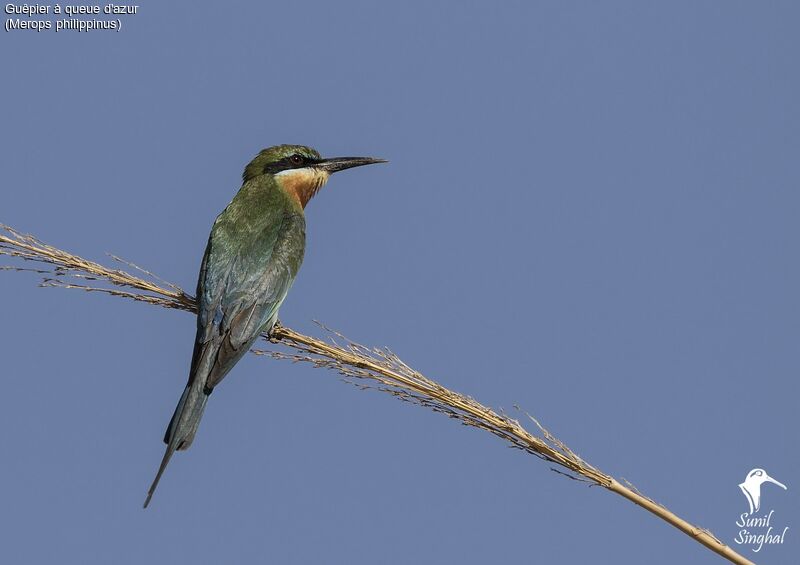 Blue-tailed Bee-eater, identification