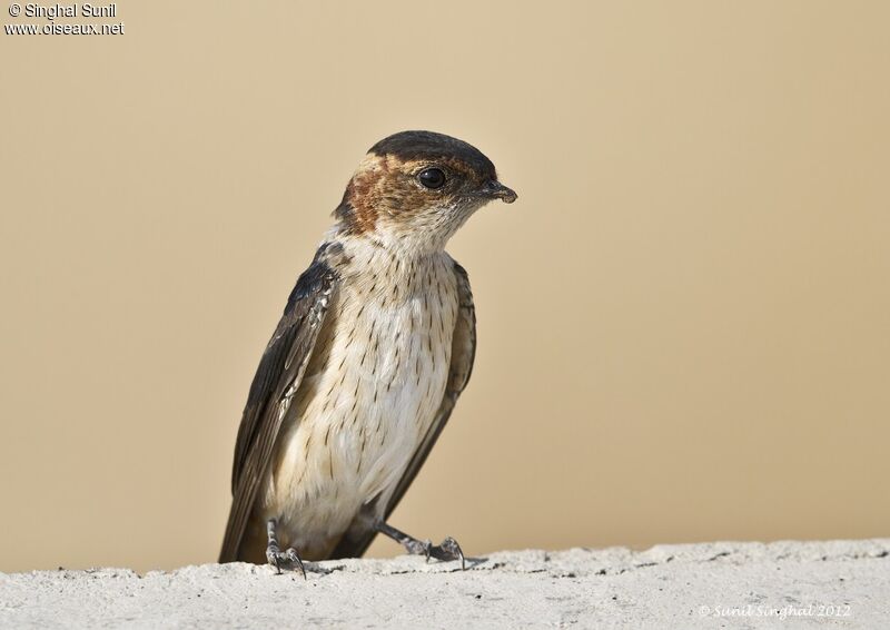 Red-rumped Swallow, identification