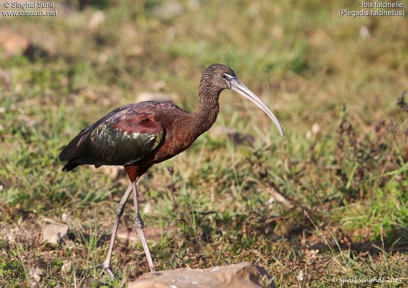 Glossy Ibis male adult, identification