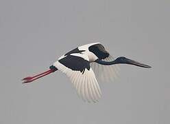 Black-necked Stork