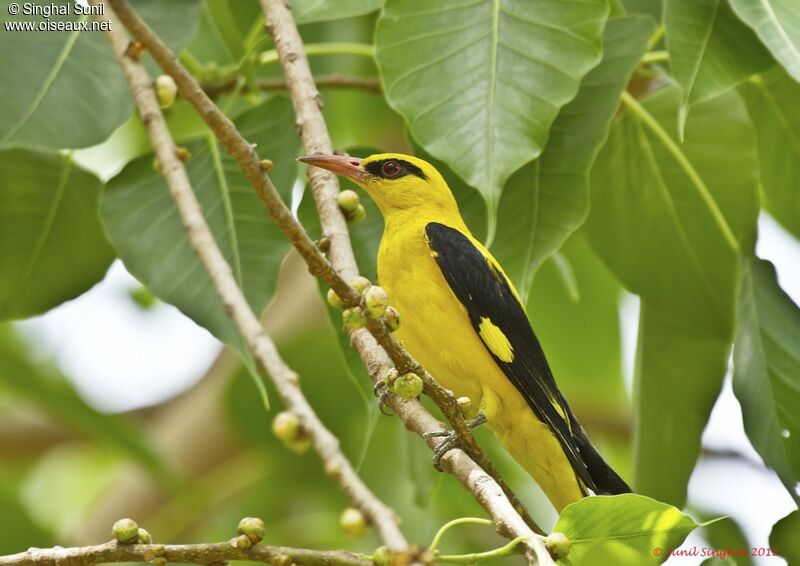 Indian Golden Oriole male adult, identification