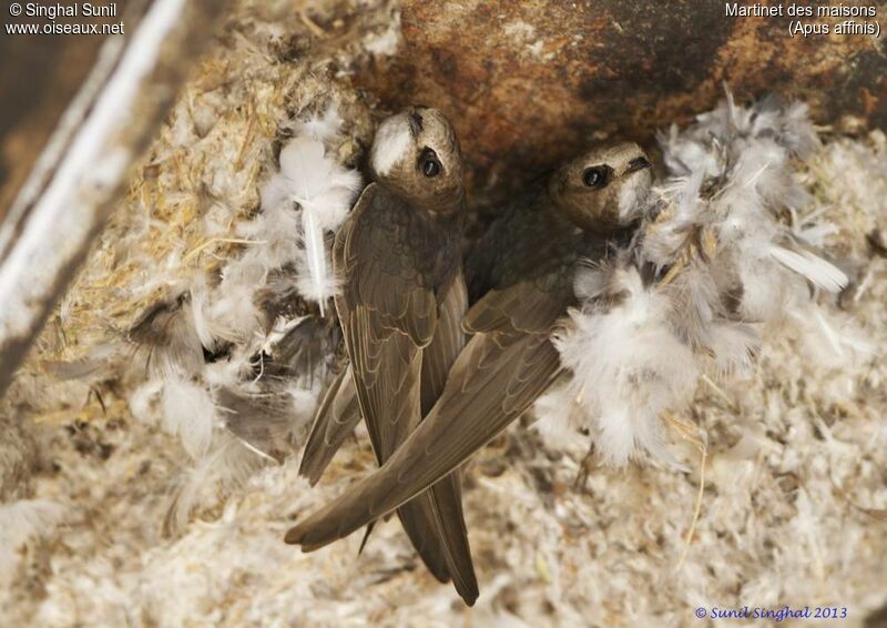 Little Swiftadult, identification, Reproduction-nesting
