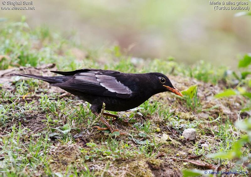 Grey-winged Blackbird male adult