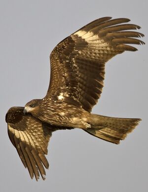 Black Kite