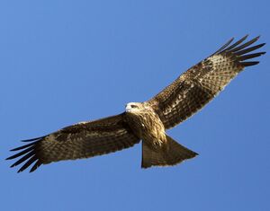 Black Kite