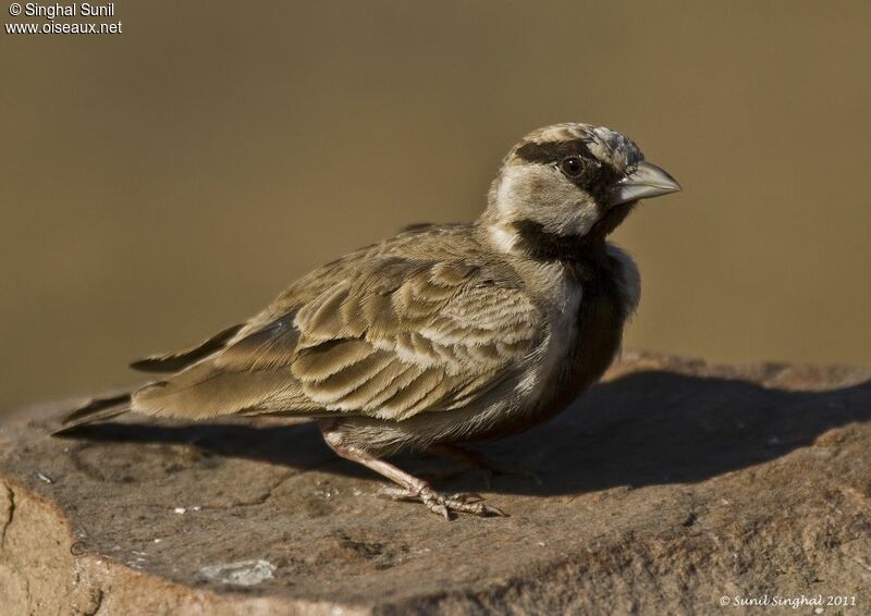 Ashy-crowned Sparrow-Lark male adult, identification