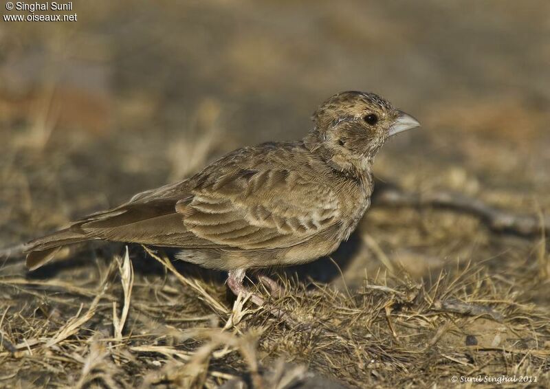 Ashy-crowned Sparrow-Lark female adult, identification