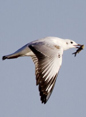 Black-headed Gull 
&copy; Singhal Sunil
