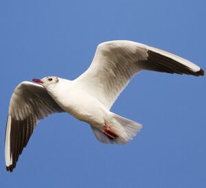 Black-headed Gull 
&copy; Singhal Sunil