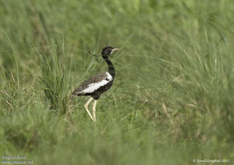 Lesser Florican male adult, identification