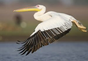 Great White Pelican 
&copy; Singhal Sunil
