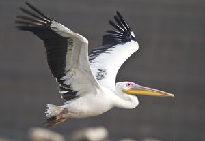 Great White Pelican 
&copy; Singhal Sunil