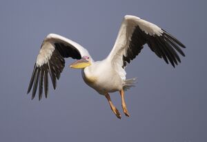 Great White Pelican 
&copy; Singhal Sunil
