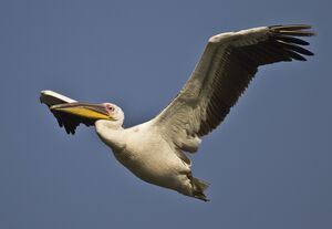 Great White Pelican 
&copy; Singhal Sunil