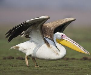 Great White Pelican 
&copy; Singhal Sunil