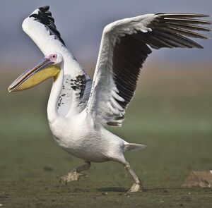 Great White Pelican 
&copy; Singhal Sunil