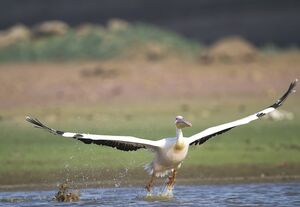 Great White Pelican 
&copy; Singhal Sunil