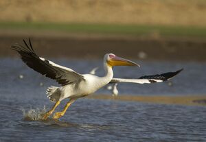 Great White Pelican 
&copy; Singhal Sunil