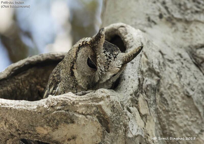 Indian Scops Owl, identification, Behaviour