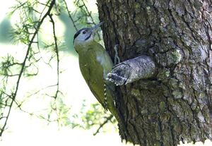 Grey-headed Woodpecker 
&copy; Singhal Sunil