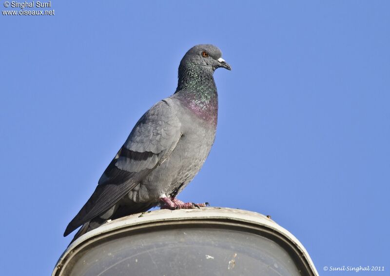 Pigeon bisetadulte, identification