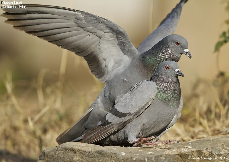 Pigeon biset adulte, identification, Comportement