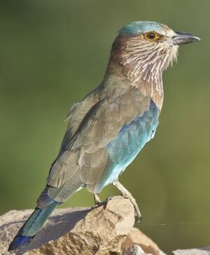 Indian Roller