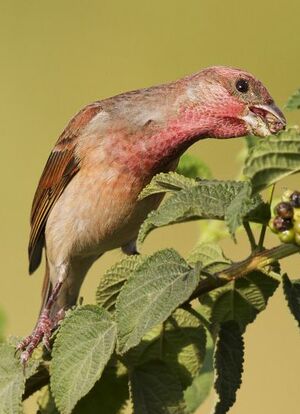 Common Rosefinch 
&copy; Singhal Sunil